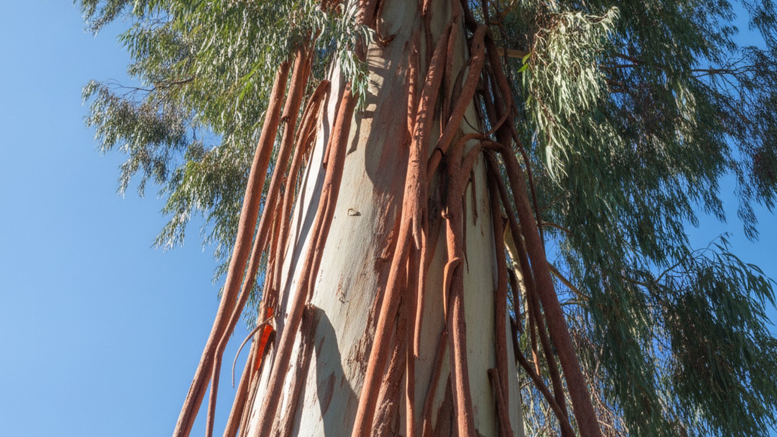 Mature blue gum with bark shedding in long ribbons from a smooth pale trunk