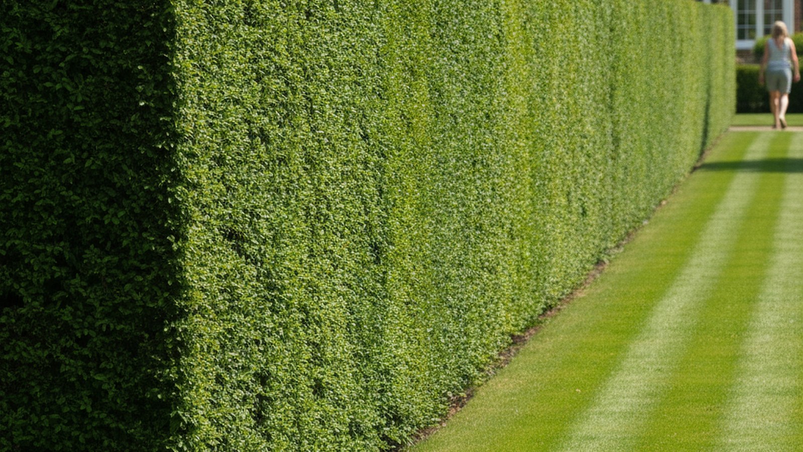 Long formal garden hedge cut to a crisp flat top and square sides
