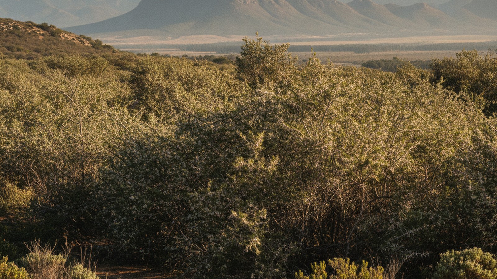 Dense stand of invasive acacia crowding out fynbos on a Western Cape hillside