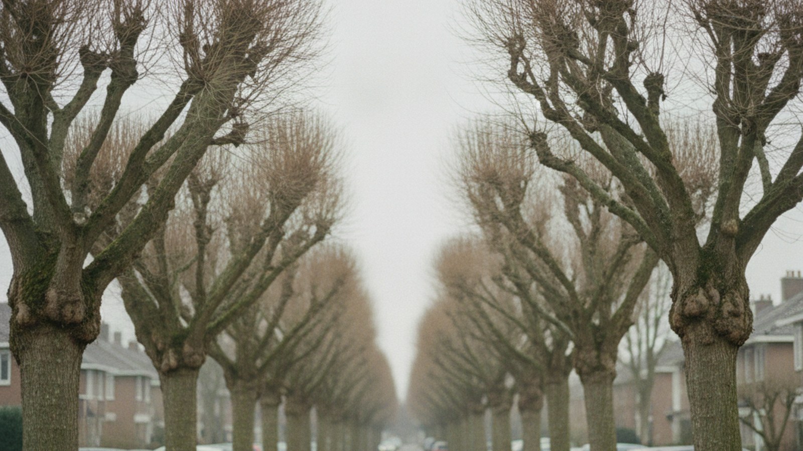 Row of pollarded trees showing swollen pollard heads and dense regrowth