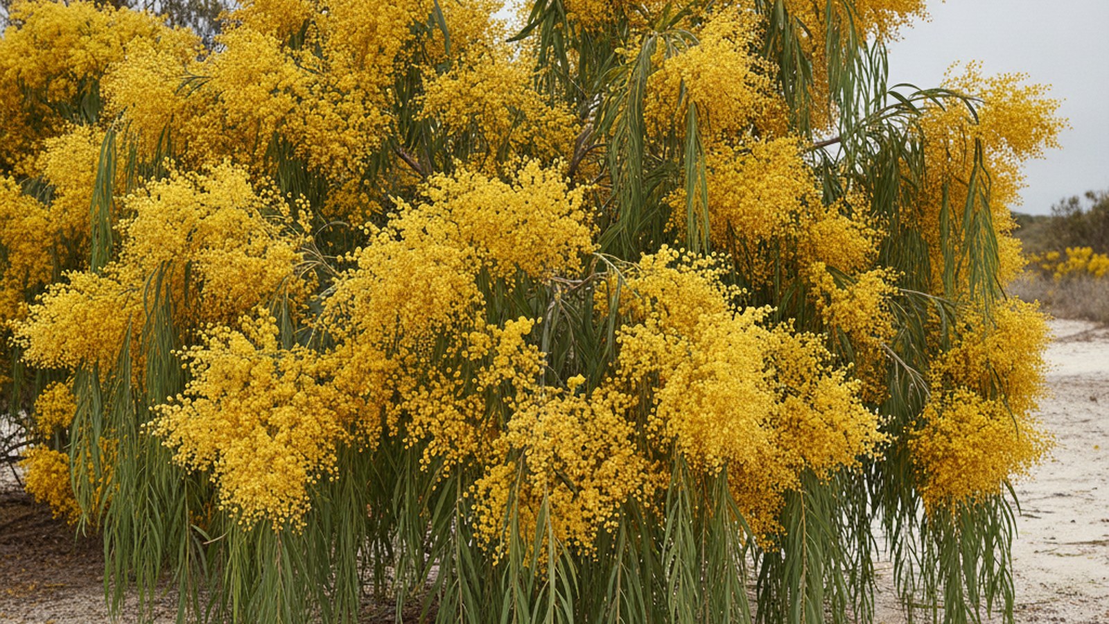Port Jackson wattle in flower, long drooping blue-green phyllodes and yellow flower heads