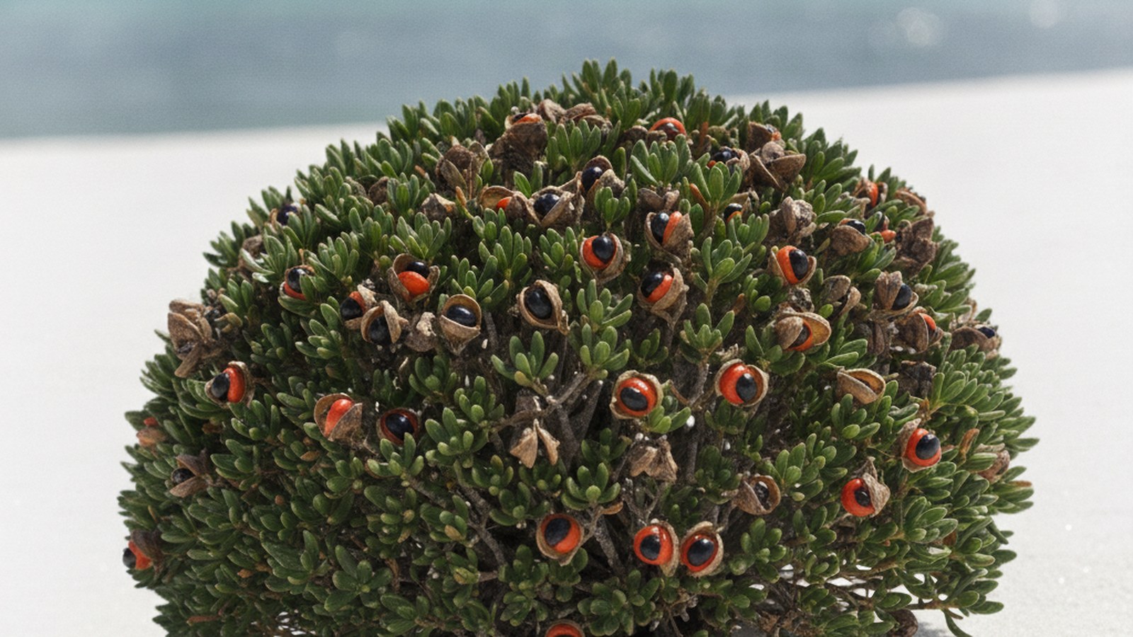 Rooikrans on a Cape coastal dune, short blunt dark green phyllodes and red-rimmed seed pods